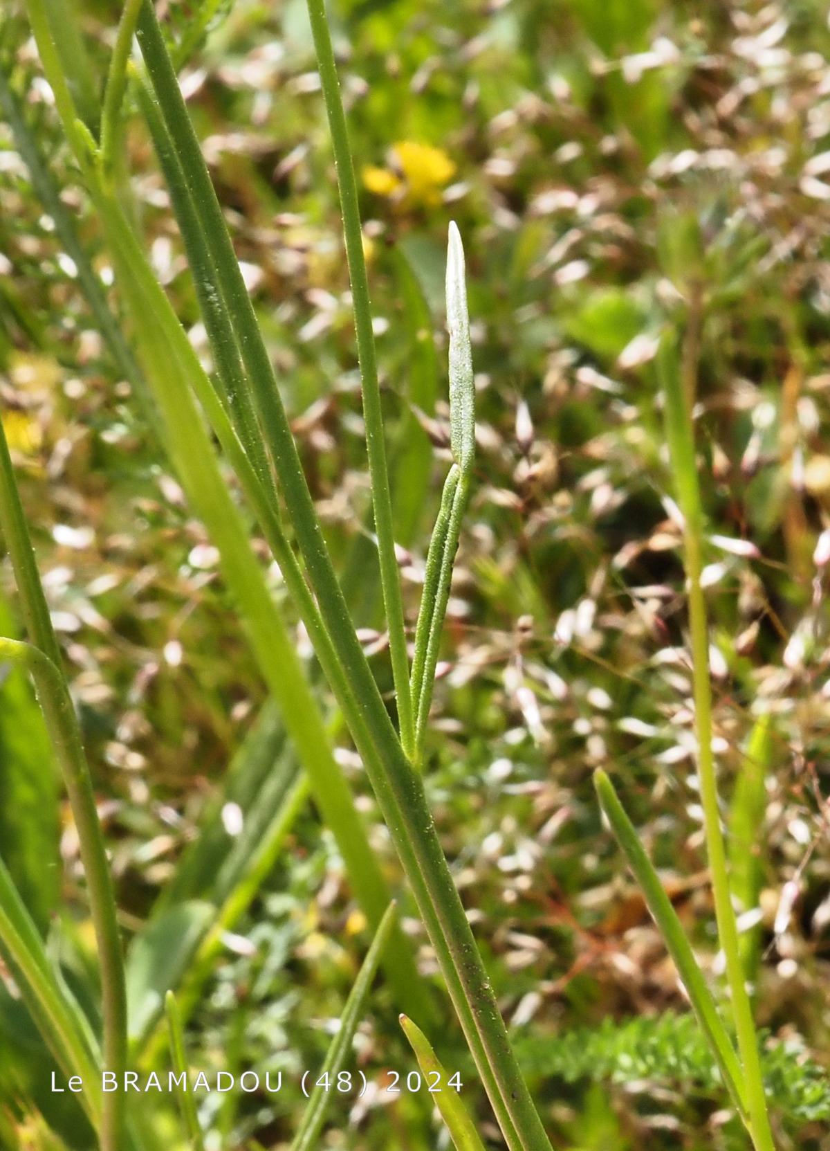 Toadflax, Pellisseriana leaf